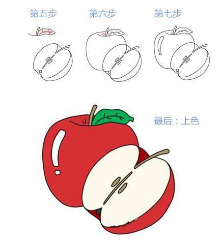 苹果种子的简笔画图片