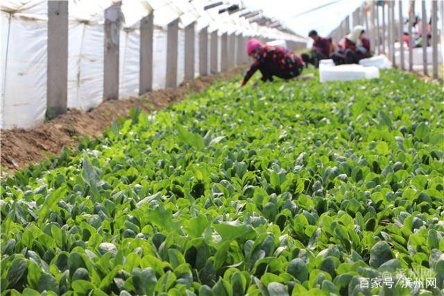 梦想的力量！惠民小伙把滞销菠菜推销进香港大商超
