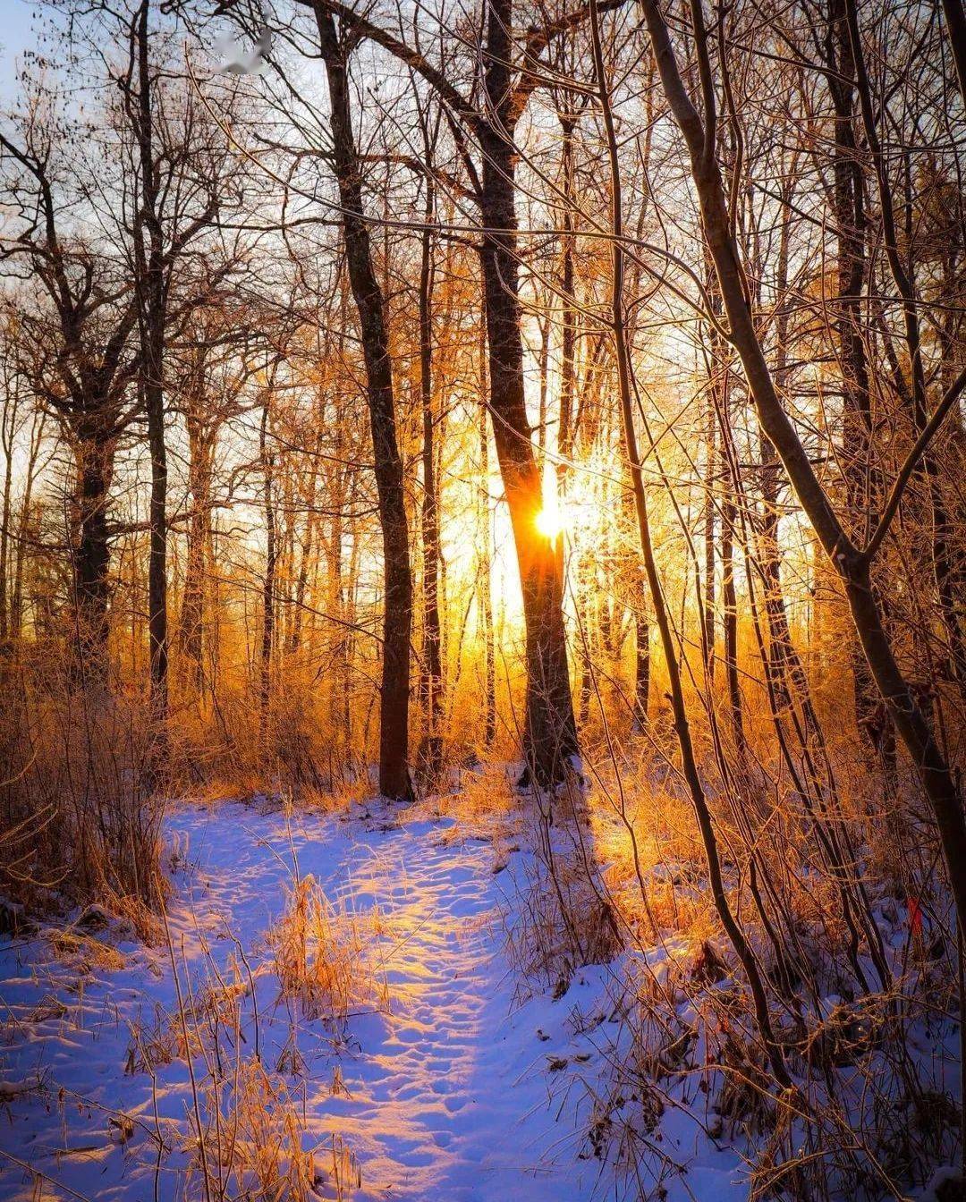 神秘光影,晨曦中的诗意森林_by_photo_阳光