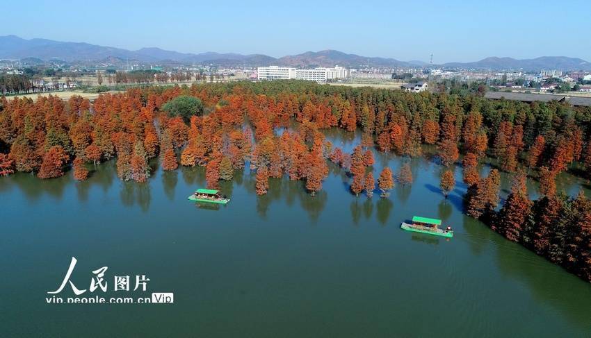 安徽庐江:初冬大汉塘景色如画_合肥市_柯坦镇_森林