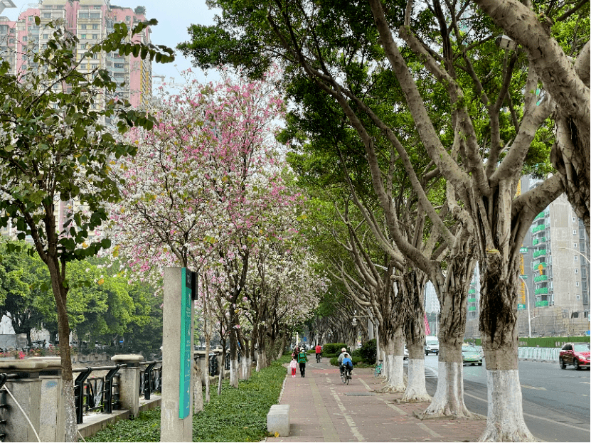 遇见茶滘 | 芳村人的浪漫,就隐藏在这里……_革命_历史_凤溪