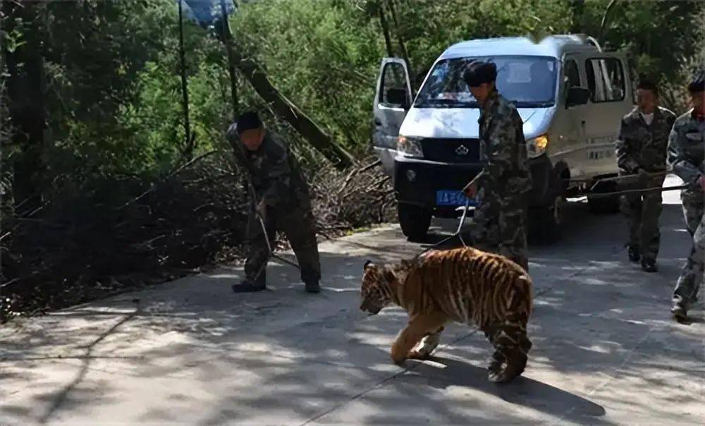 母親虎口救女反被咬死,