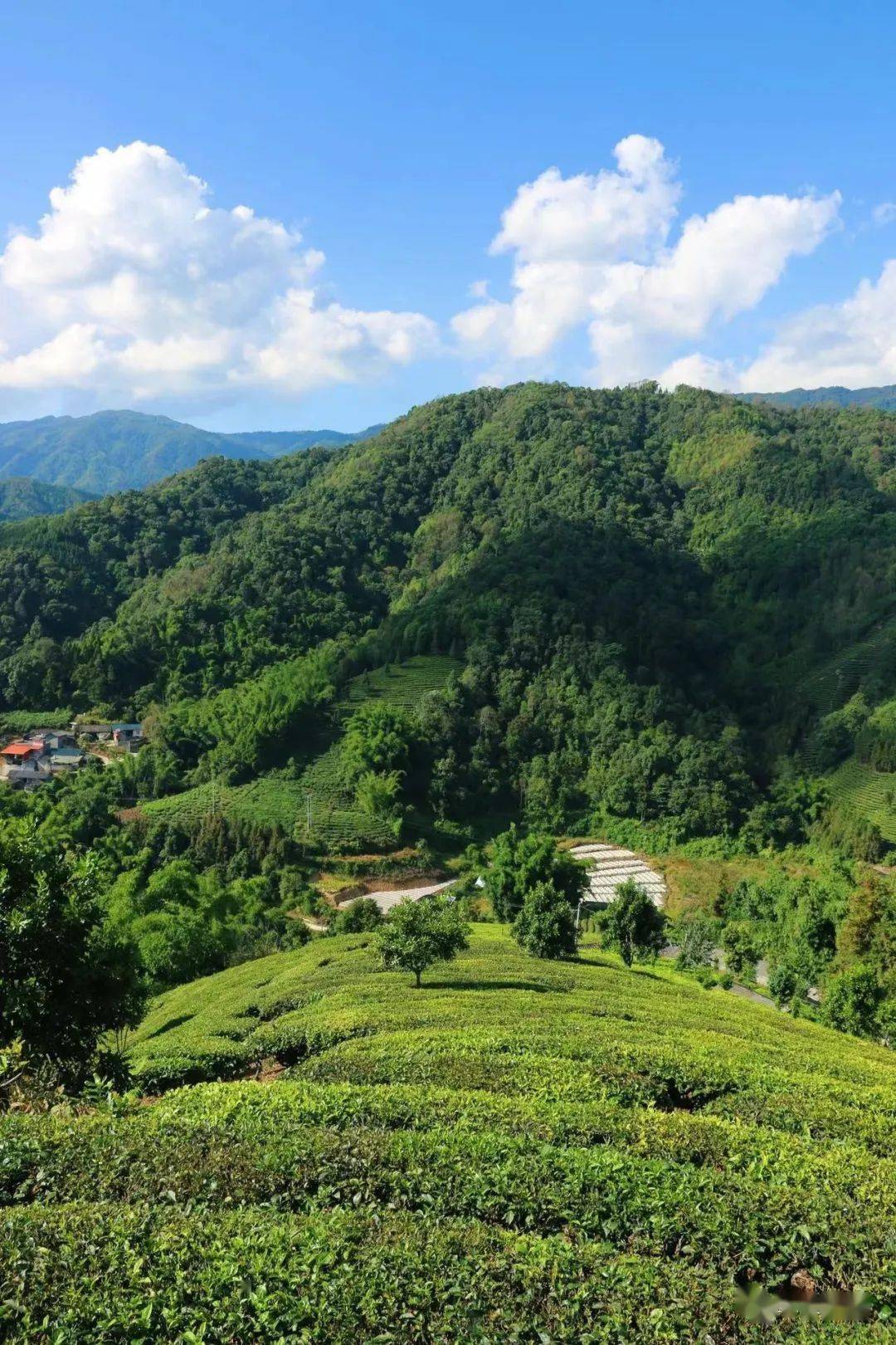 冬游芒市 | 真后悔没早点来体验芒市的茶山翠色!_茶园_风景_公众