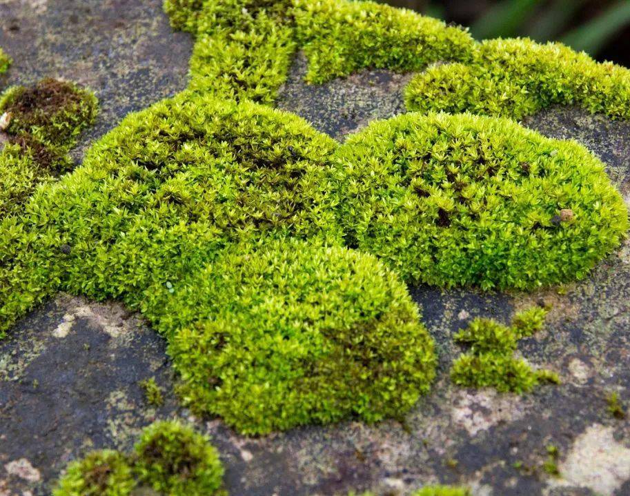 苔藓植物生活环境图片