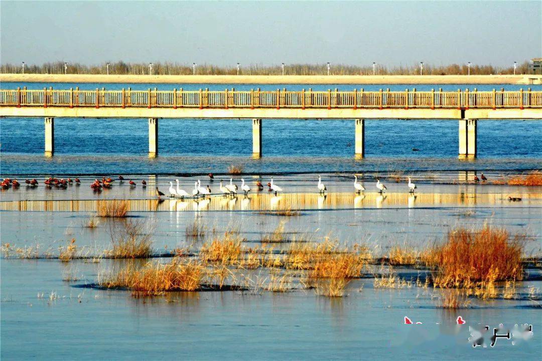 红崖山水库迎来大批越冬候鸟_甘肃_文化_旅游