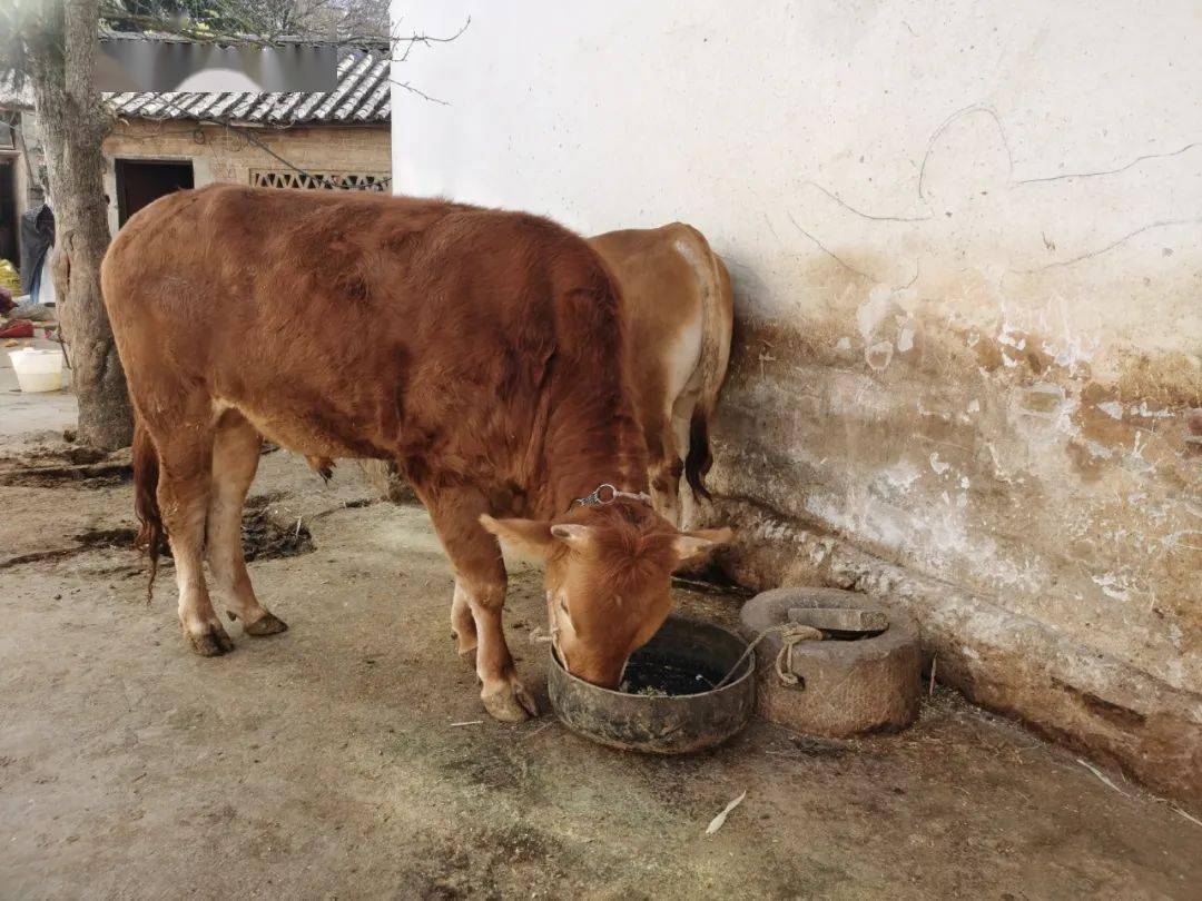 在文山追栗街,牛比人多!_养殖_发展_肉牛