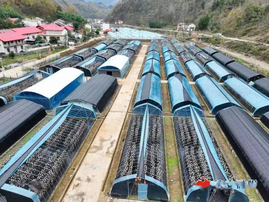 倾力帮扶 苏陕协作在大坪镇开花结果_建设_群众_镇安县