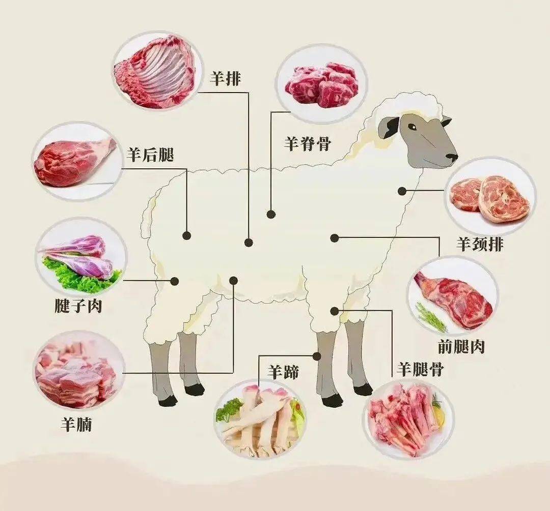 羊全身器官名称图片