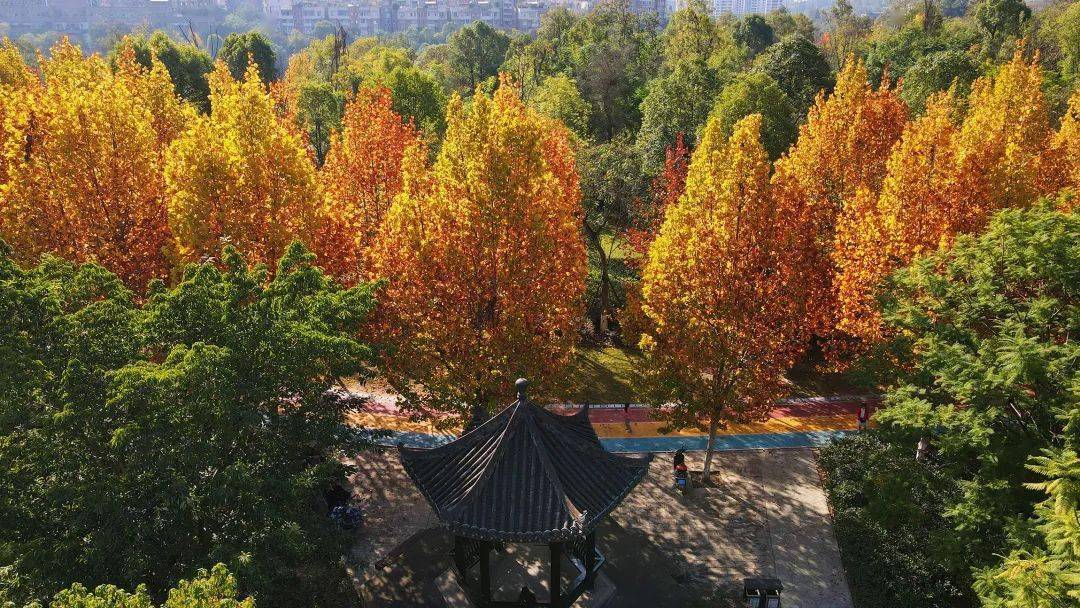 最近威远湿地公园大量出现._梧桐_城市_喧嚣