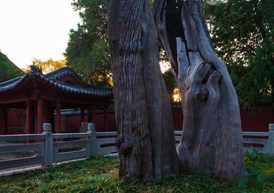 初冬岱庙光影交织 色彩绚烂美如画_阳光里_景区_树叶
