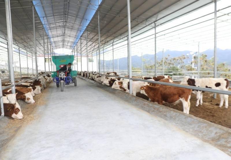 沿河:发酵床养殖肉牛 蹚出振兴"牛路子"_发展_产业_牛舍