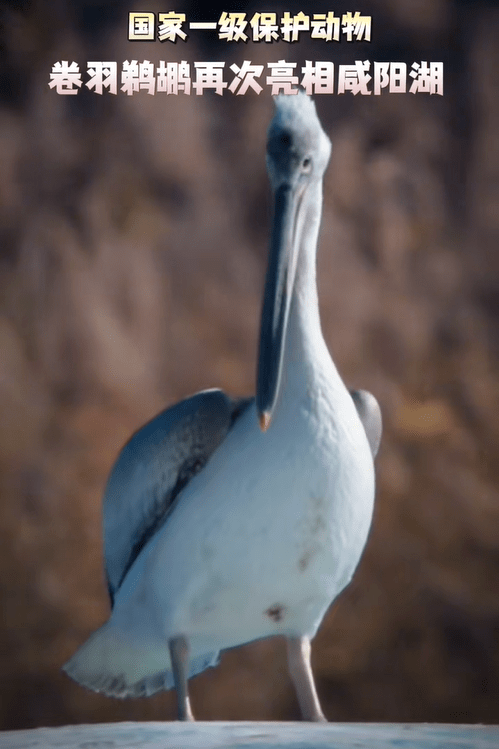 国家一级保护动物再现咸阳湖→_鹈鹕_候鸟_水鸟