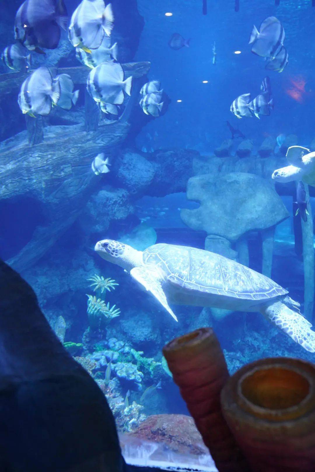 铺展开巨幅黄金画卷的黄金鲹展缸与水母共舞的梦幻水母宫置身海洋世界