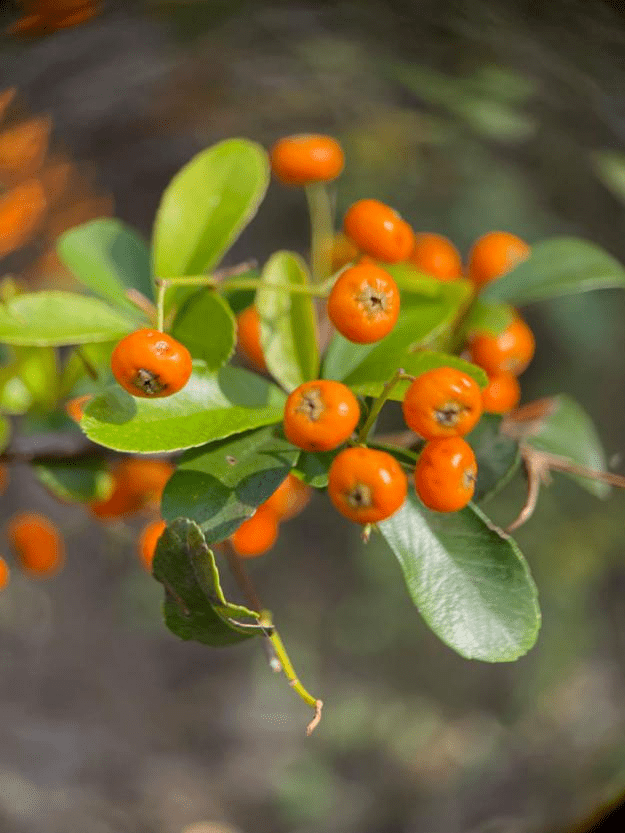 今天,我们一起来认识常见的浆果(如葡萄,猕猴桃),核果(如桃,枣),梨果