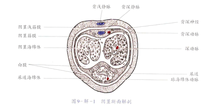 一旦发生应该立即去泌尿外科门诊或急诊就诊,通过海绵体造影或超声波