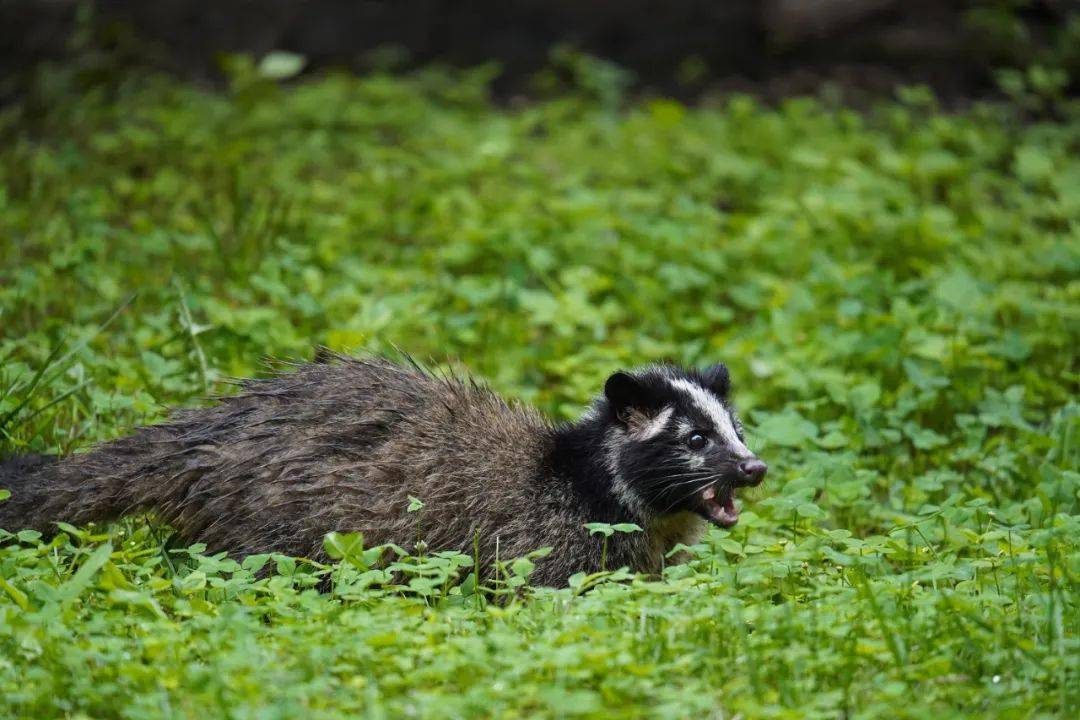 深度探索 | 早鸟直降400,1月寒假四川大熊猫国家公