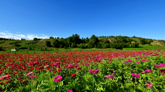 内蒙古准格尔旗:奏响绿色发展"变奏曲"_生态_植被_种植