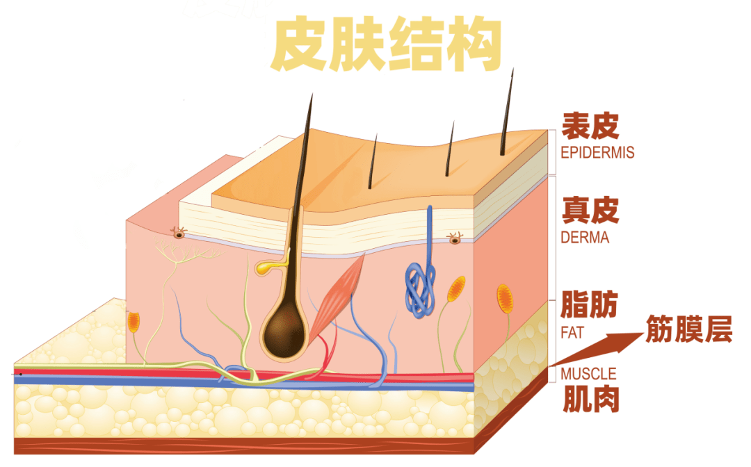 這項醫美別錯過_超聲_項目_問題