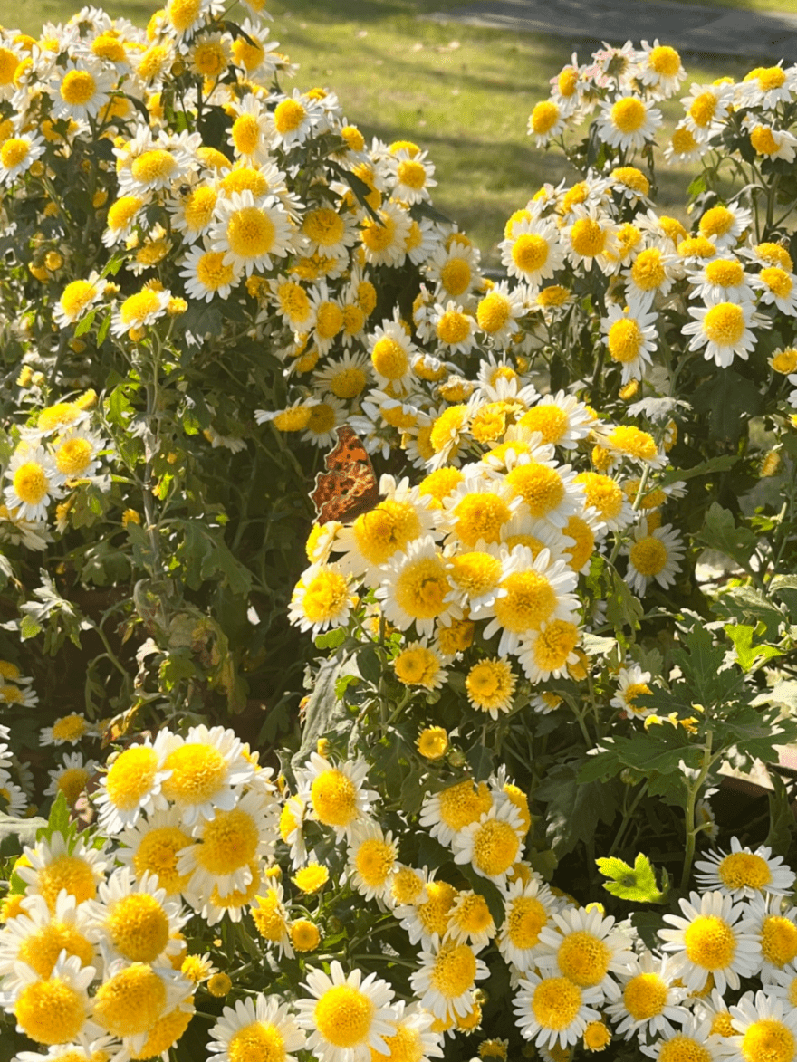 菊花_實習_桂子山