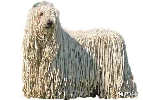 寻血猎犬bloodhound26. 大白熊犬(比利牛斯山犬)greatpyrenees27.