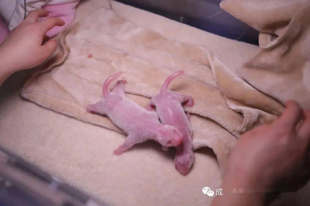 确实有粉色的大熊猫!不信你们看熊小滚游客2大熊猫还有粉的,染色了?