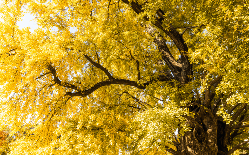 上海这棵千年的老树已经美成这样了!_银杏_古树_公园