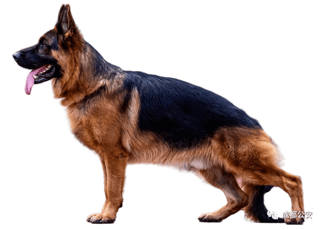 13.德国牧羊犬germanshepherddog