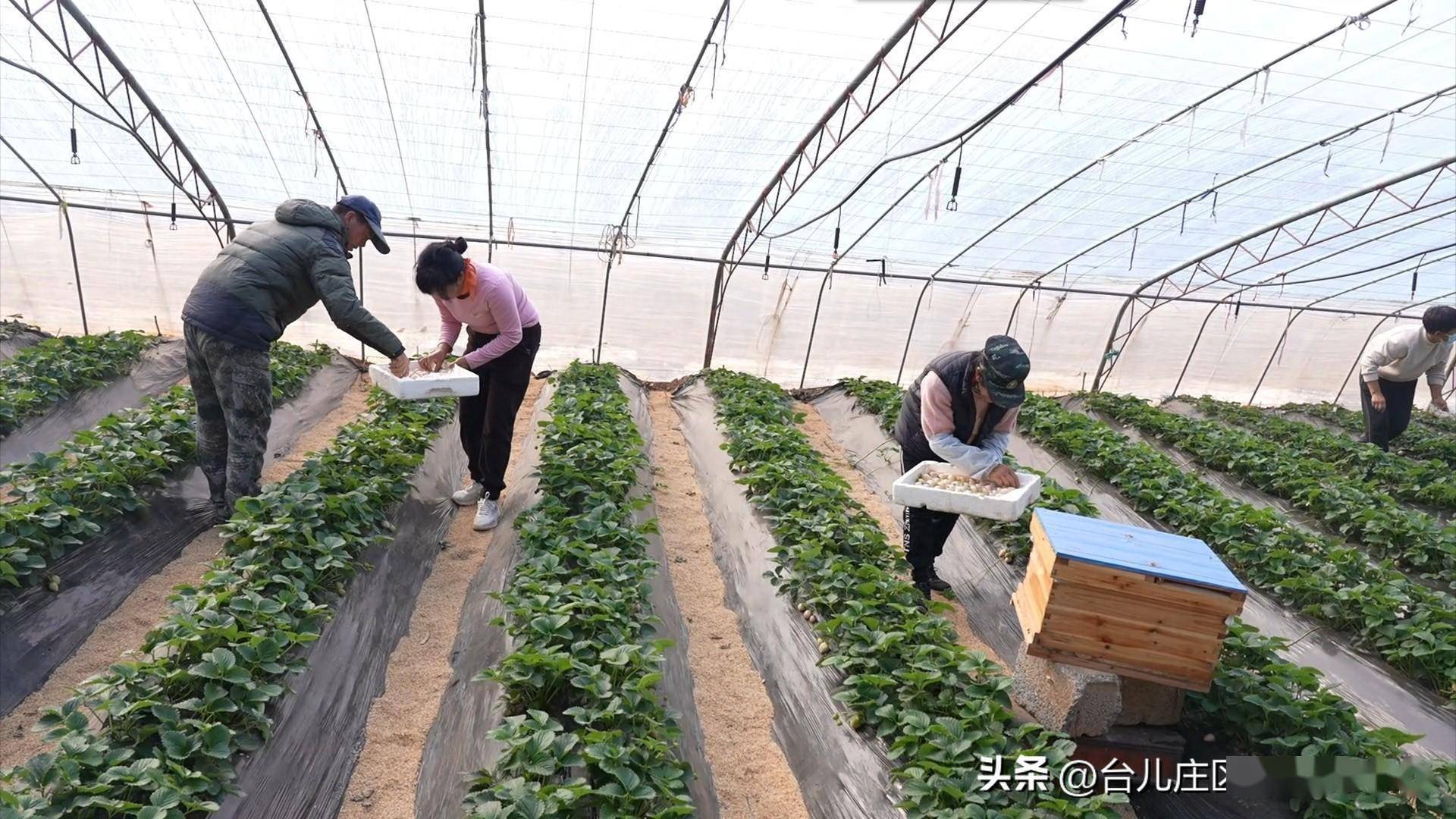 淄博市博山区:头茬草莓丰收 村民喜上心头
