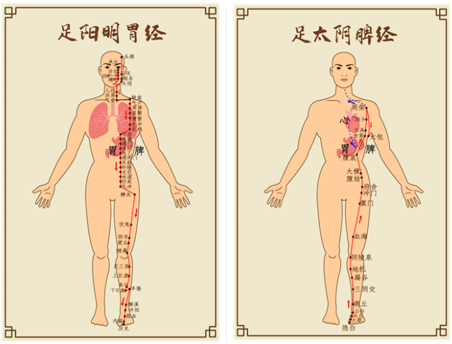 足脾经的位置示意图图片