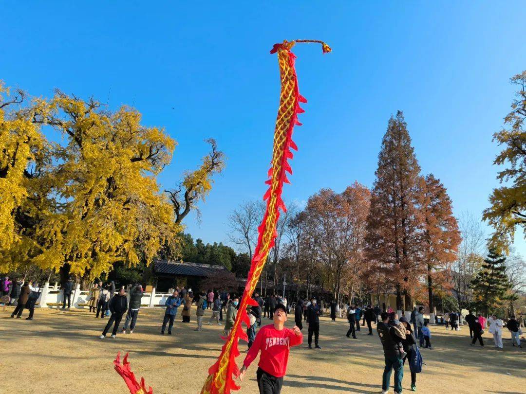 浦口區老體協空竹表演為銀杏文化藝術節增添氣氛_街道_老年人_遊客