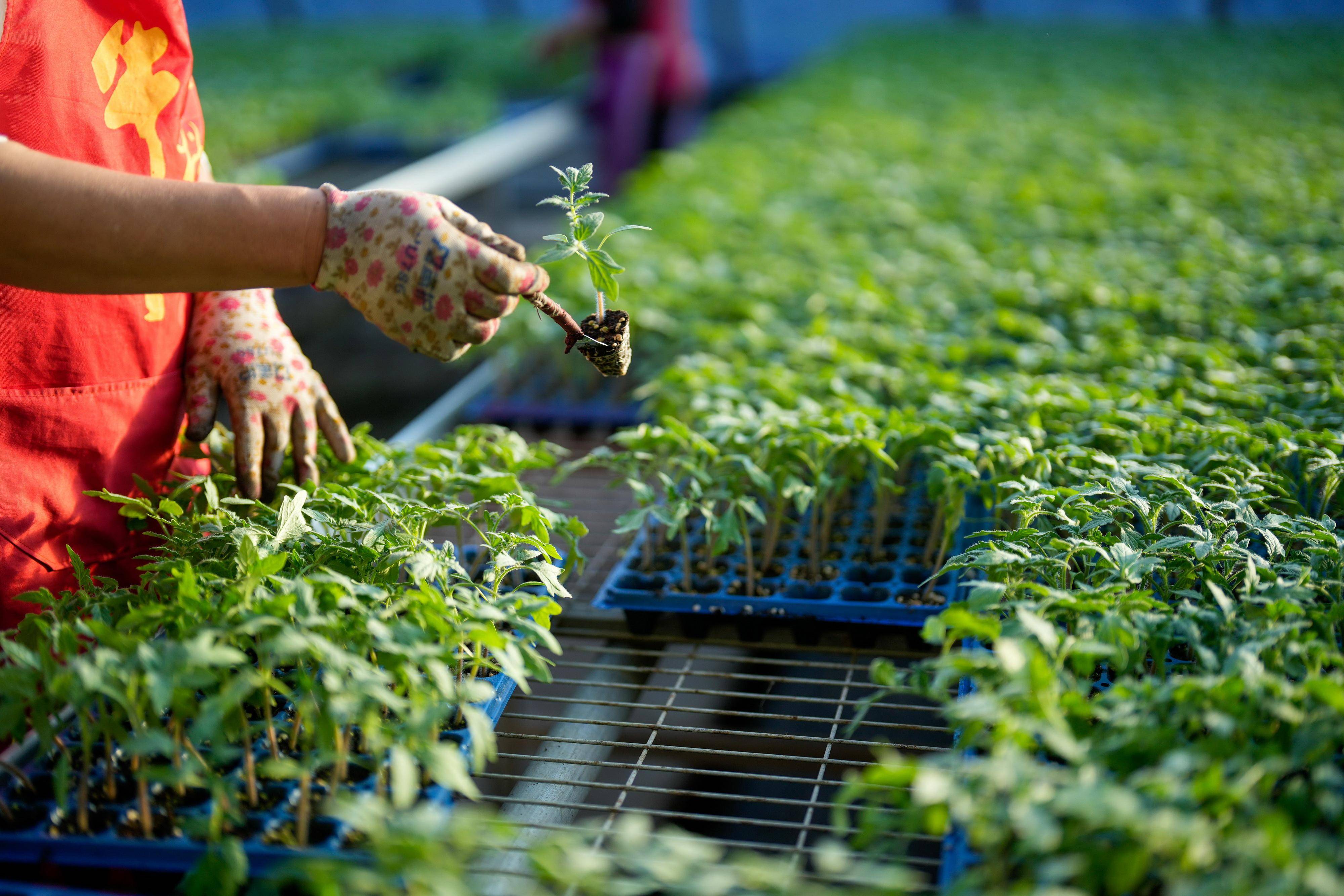 (经济)河北乐亭:寒冬时节育苗忙_新华社_牟宇_蔬菜