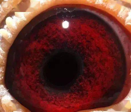 鸽经| 鸽眼配对的十二种方法!_遗传_詹森_彩虹