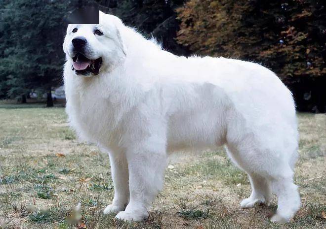 30,马林诺斯犬(马犬)belgianmalinois31,土耳其坎高犬kangaldog32