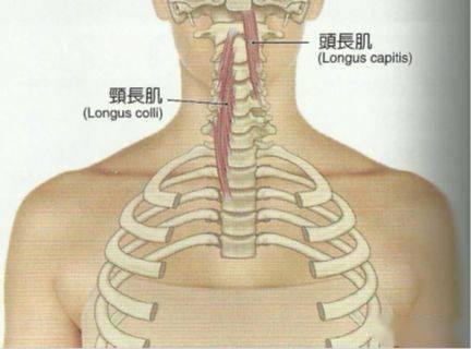 每日兩肌---頭長肌和頸長肌_肌肉_頸部_扳機