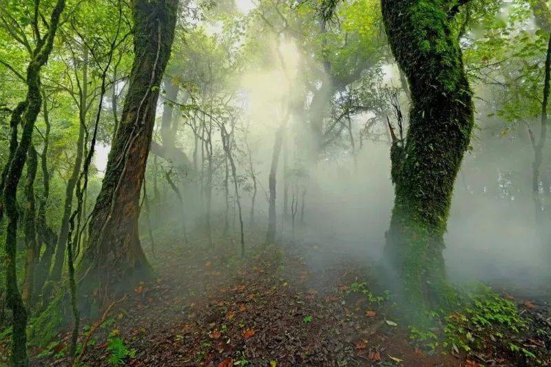 峽,茶馬古道等景點,感受大自然的鬼斧神工,遊覽旅遊特色小鎮戛灑鎮