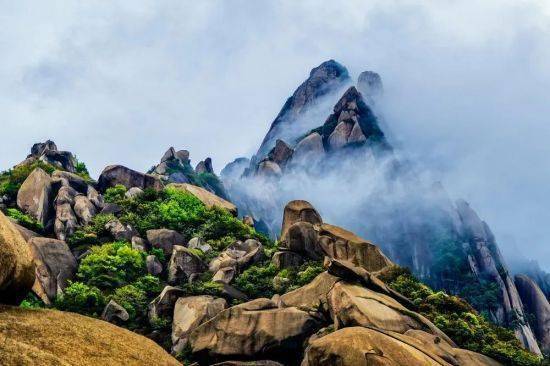 江西灵山景区：油茶花如雪满山坡，点缀冬日成美景