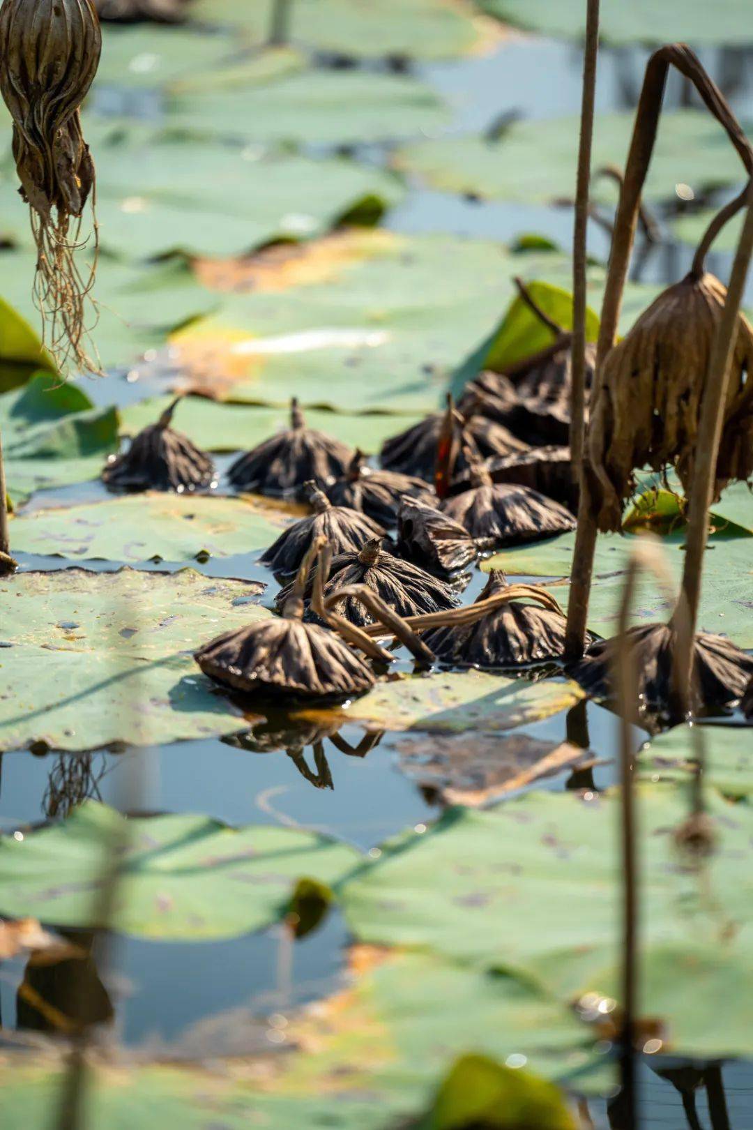 荷叶虽残但丝毫不减其生命的韵味因为它好好地开过了所以可以安然地