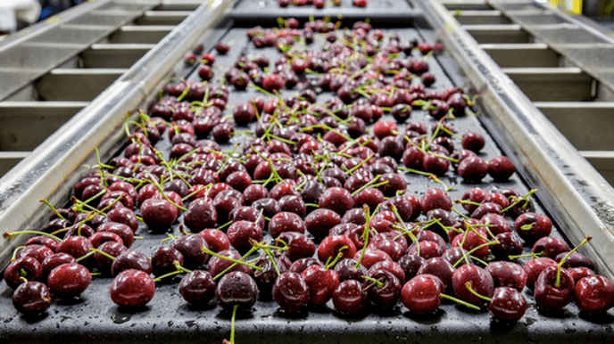 rain affected nearly 50% of early chilean cherries_the_cherry