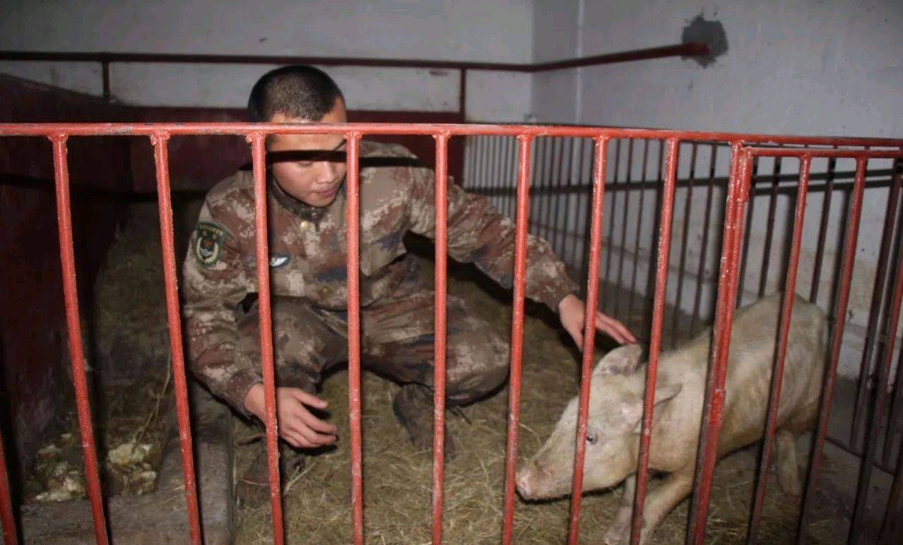 饿死的猪已经被战友掩埋处理,销毁证据了,没饿死的猪见了我们挣扎的往