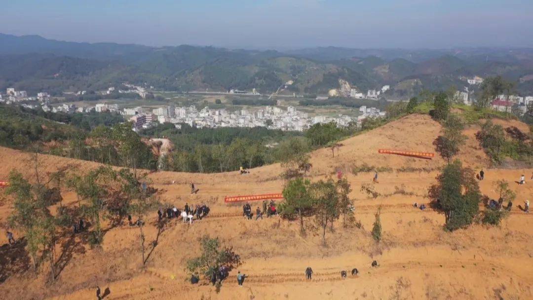 冬春生态茶园建设大会战启动仪式藤县分会场在天平镇罗漫山茶园举行