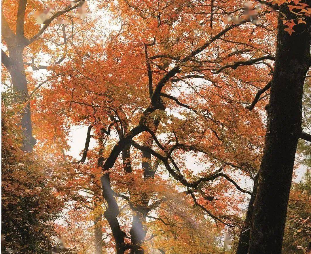 99始于文成县大峃镇吴岭村,止于百丈漈富垟村.