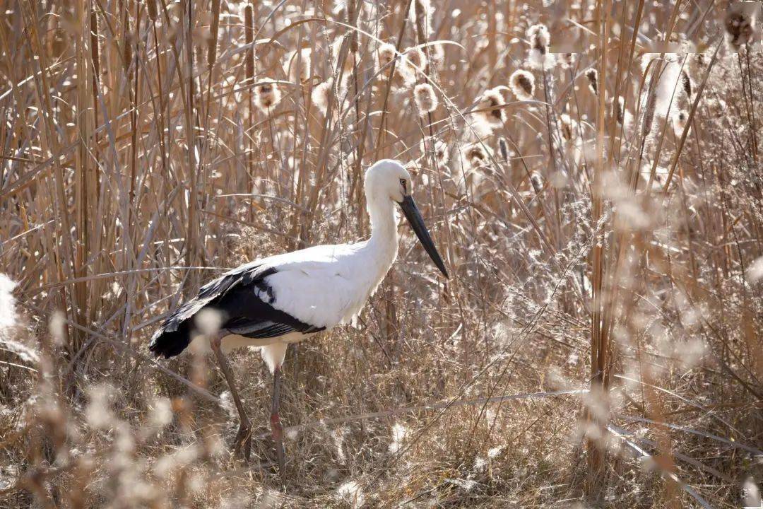 国家一级保护野生鸟类白鹳现身陇南_刘建军_摄影_武都区