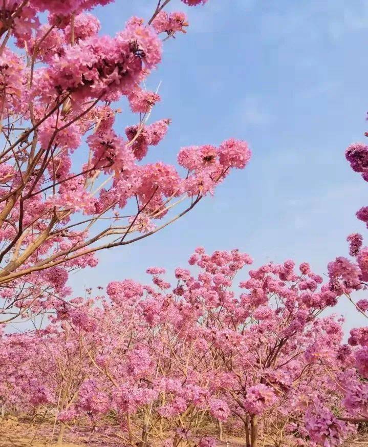 新会紫花风铃木门票图片