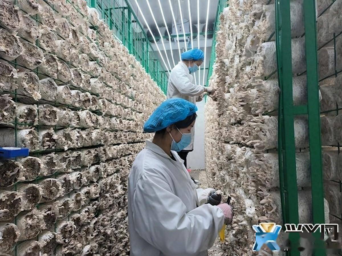 兴义市食用菌产业园:"智慧菇房"试种秀珍菇成功
