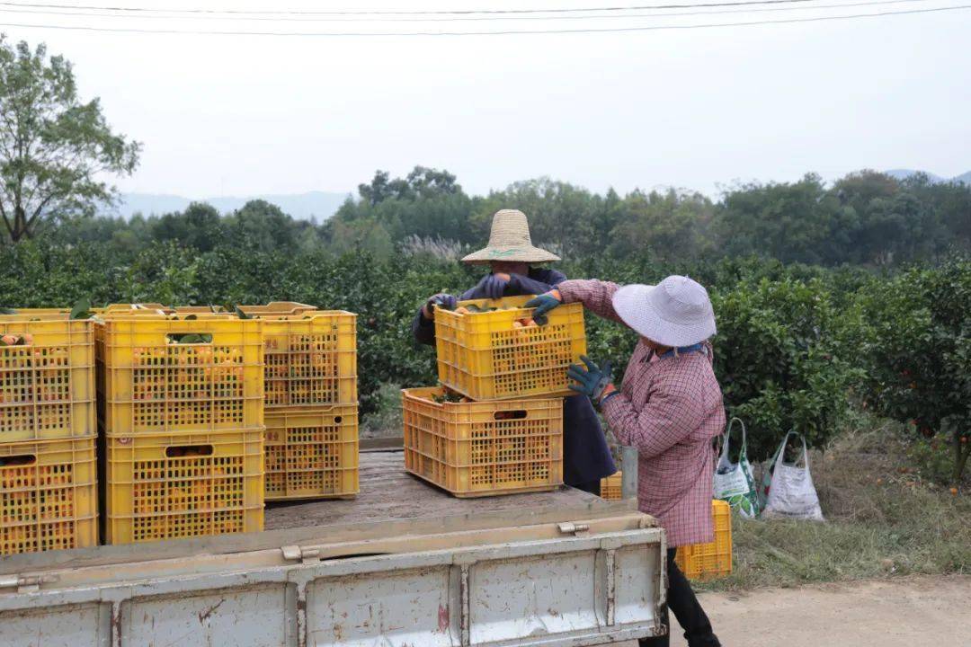 钟山:农业龙头引活水 浇灌乡村振兴田