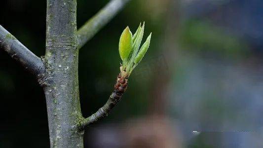 做了母親她也孕育了生命如今跳起美麗的芭蕾舞在青青的草地上優雅的