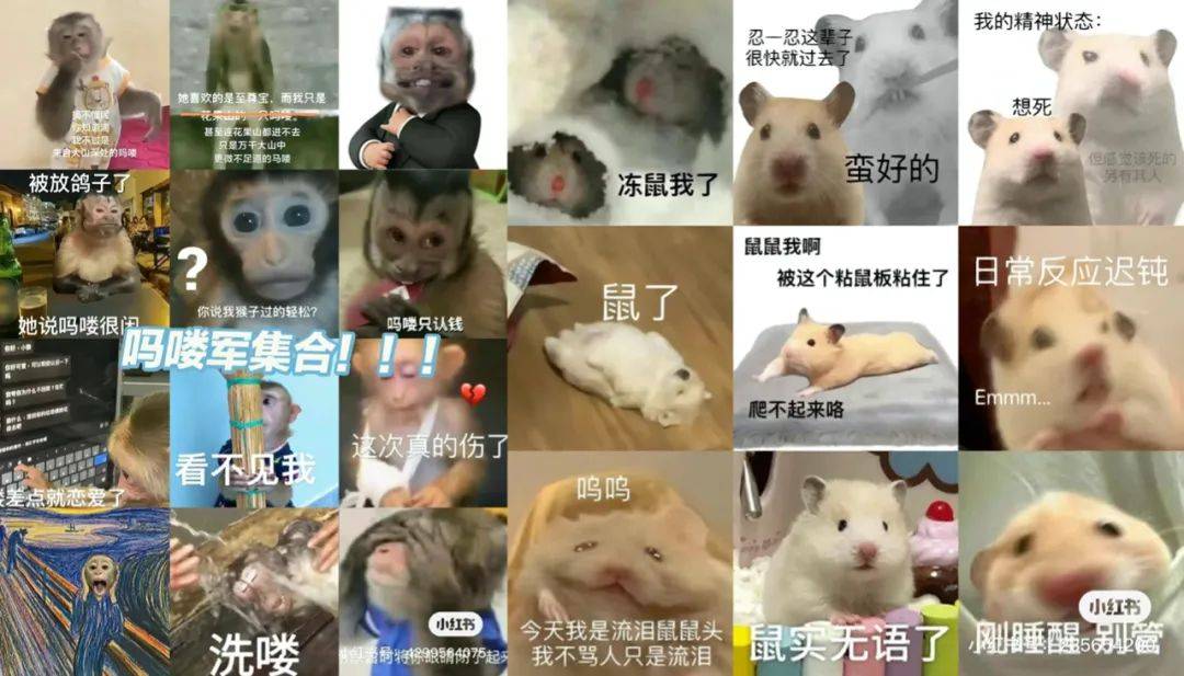 底层老鼠人表情包图片
