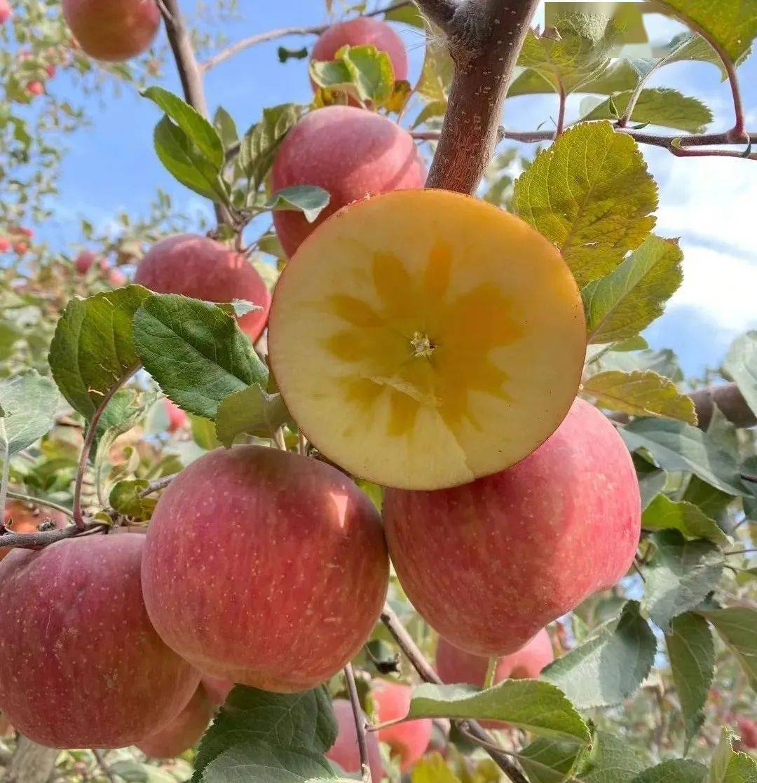 【基地直采】新疆阿克苏苹果,脆甜多汁,甜蜜来袭!
