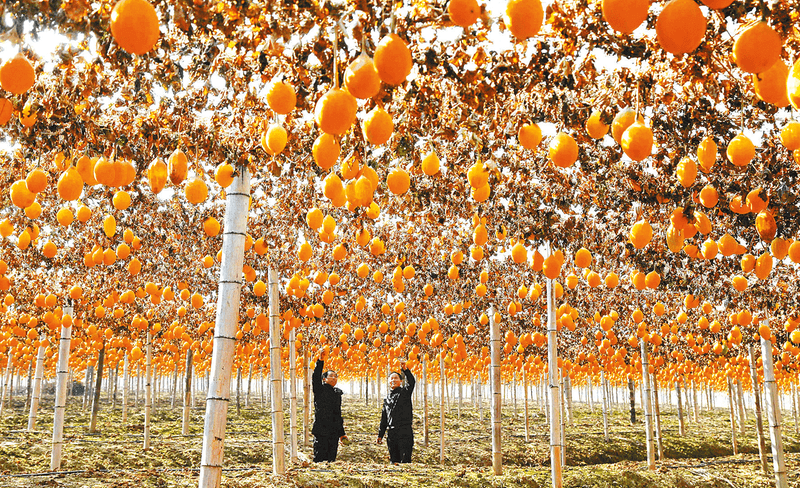 驻马店市新蔡县宋岗乡:产业振兴谋发展 特色种植促增收