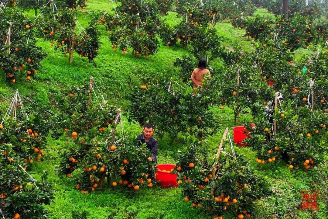 基层|纳溪区白节镇:脐橙丰收采摘忙_朱晓玲_种植_果园